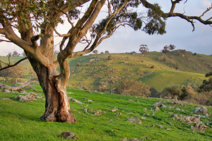 Barossa Valley, South Australia